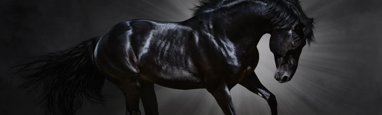 Stallion